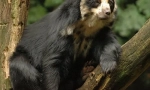 Andean toint bear